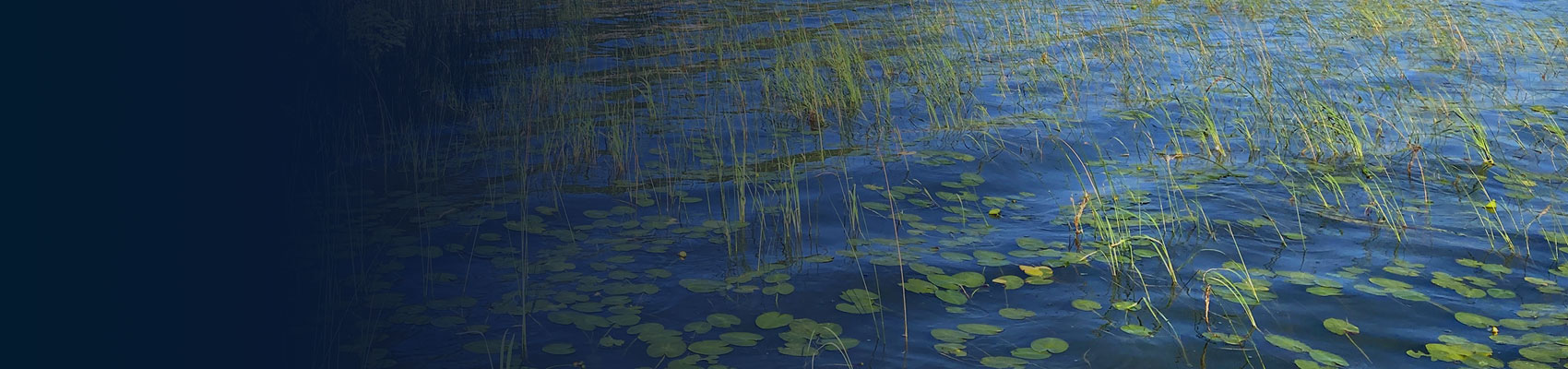 lilly pads and wild grass growing out of a lake