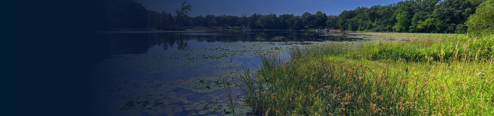 wetland lakeshore close up with trees in the distance